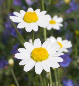 bigtwindaisies.jpg