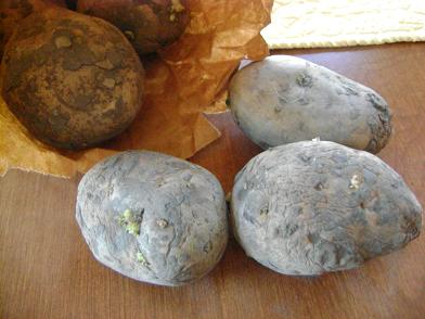seedpotatoes1sm.JPG